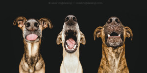 Elke Vogelsang