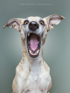 Elke Vogelsang