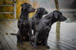 Mehrhundehaltung