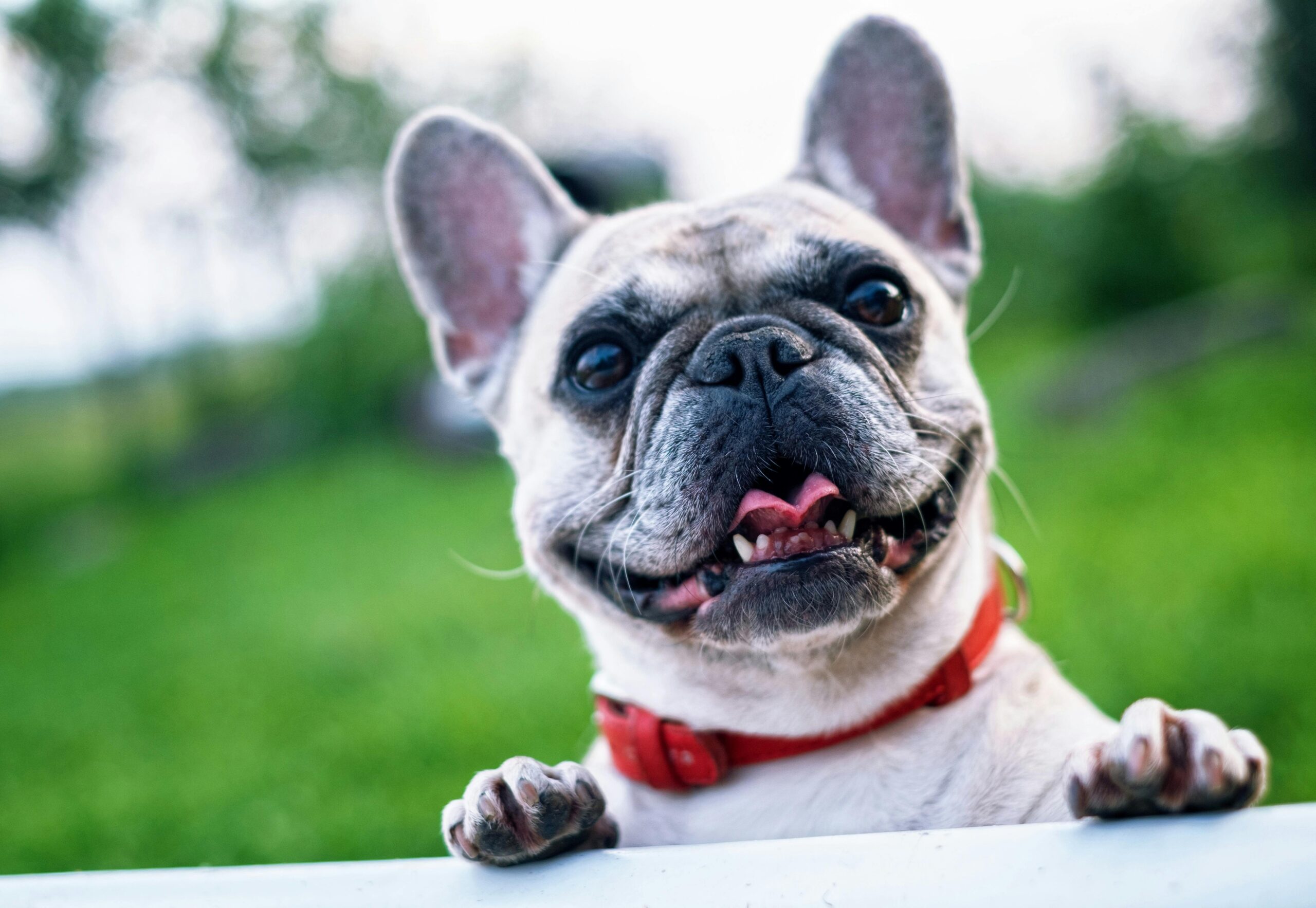 selbst gekochtes Hundefutter